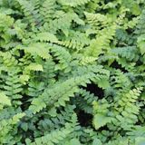 Merkloos / Sans marque Boomenplant.be 6x Polystichum polyblepharum - Glandsschildvaren - Pot 9x9 cm