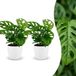 Green boutiQ - Monstera Adansonii - Rhaphidophora Tetrasperma - 2 Planten - Groen - Pot 12cm - Hoogte 25cm