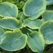 Arborix Hosta 6 x Hosta Sieboldiana 'Frances Williams' - Hartlelie pot 9x9cm