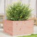 Prolenta Maison Exclusive - Jardinière 80x80x45,5 cm, en bois massif de Douglas
