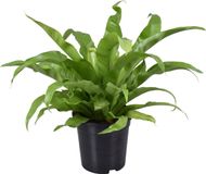 Plantenboetiek.nl Asplenium Antiquum - Ø17cm - 35-45cm hoog - Kamerplant - Groenblijvend