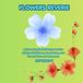 Flowers Reverie: A Flower inspired Coloring Book for Adults