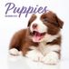 Magnet & Steel Puppies Kalender 2027 Wandkalender Dieren Bruin Wit