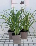 GRDplanten Groendecor Tuinarchitectuur 6x Daglelie - Hemerocallis hybr. 'Crimson Pirate' | 9x9 cm pot