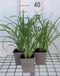 GRDplanten Groendecor Tuinarchitectuur 6x Daglelie - Hemerocallis hybr. 'Crimson Pirate' | 9x9 cm pot