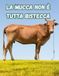 La Mucca non è tutta Bistecca
