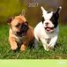 Aquarupella Chiot Calendrier 2027