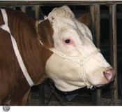 Kerbl Sisalhalster met ring