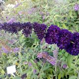 Arborix Buddleja davidii 'Black Knight' - Vlinderstruik - 40-60 cm in pot