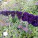 Arborix Buddleja davidii 'Black Knight' - Vlinderstruik - 40-60 cm in pot