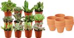 Green Boutiq ZynesFlora Mini Succulenten Mix - 12 Stuks - Ø 8,1 cm Terracotta Bloempotten - 5-10 cm