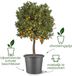 Elho Algarve Cilindro 25cm Bloempot Paddenstoel Beige