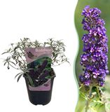 Plantenboetiek.nl Buddleja davidii Black Night Vlinderstruik Winterhard Paars Ø18cm 25-40cm hoog Tuinplant