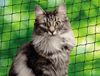 Nobby Kattenveiligheidsnet - Zwart - Maat L-XL
