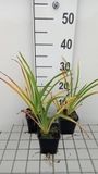 GRDplanten Groendecor Tuinarchitectuur 6x Daglelie - Hemerocallis hybr. 'White Temptation' | 9x9 cm pot