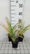 GRDplanten Groendecor Tuinarchitectuur 6x Daglelie - Hemerocallis hybr. 'White Temptation' | 9x9 cm pot