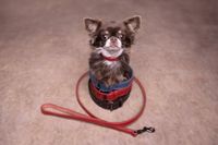 Denver Flamingo Denver Gewoon - Halsband Honden - Halsband Denver Rood S 29-35cm 15mm
