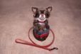 Denver Flamingo Denver Gewoon - Halsband Honden - Halsband Denver Rood S 29-35cm 15mm