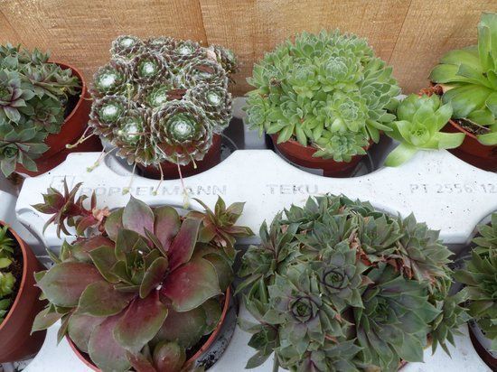 Warentuin natuurlijk - Vetplanten sedum 10 potjes per tray kleur mix