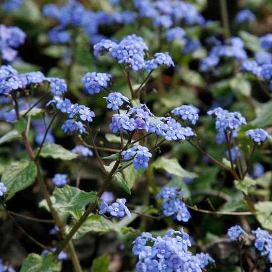 Griffioen Brunnera macr. 'Jack Frost' | 1 stuk | Bodembedekker | vermijd onkruid | grondbedekker | 11x11 cm Kwekerspot | winterhard | Blauw