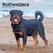 Rottweilers Browntrout Publishers Rottweilers - Rottweiler 2027 - 16-Monatskalender