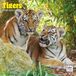 Dayplanner Tijger Kalender 2027 Wandkalender