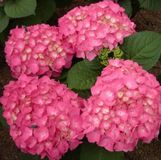 Hydrangea Macrophylla 'Freudenstein' - Hortensia - 25-30 cm in pot