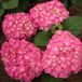 Arborix Hydrangea Macrophylla 'Freudenstein' - Hortensia - 25-30 cm in pot