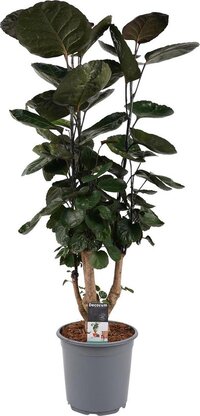 Polyscias Fabian vertakt ↨ 85cm - hoge kwaliteit planten