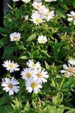 GRDplanten 6x Aster - Aster dum. 'Schneekissen' | 9x9 cm pot