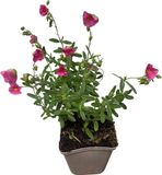 GRDplanten Groendecor Tuinarchitectuur 6x Zonneroosje - Helianthemum hybr. 'Ben Hope' | 9x9 cm pot