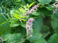 GRDplanten Groendecor Tuinarchitectuur 6x Muskaatsalie - Salvia Sclarea | 9x9 cm pot (tweejarige plant)