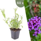 Plants by Frank | 60 Ijzerhard planten | Verbena bonariensis | Winterharde bodembedekker planten | tuinplanten | Winterharde vaste planten meerjarig | Winterharde tuinplanten
