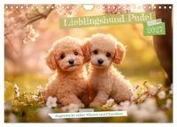 Lieblingshund Calvendo Lieblingshund Pudel (Wandkalender 2027 DIN A4 quer)