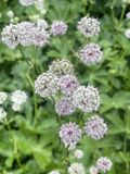 GRDplanten Groendecor Tuinarchitectuur 6x Zeeuws knoopje - Astrantia major | 9x9 cm pot
