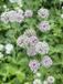 GRDplanten Groendecor Tuinarchitectuur 6x Zeeuws knoopje - Astrantia major | 9x9 cm pot