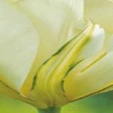JUB - Tulipa White Valley