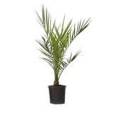 Plant in a Box Phoenix Canariensis - Pot 15cm - Hoogte 50-60cm - Winterhard - Dadelpalm