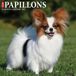 Willow Creek Press Papillons 2027 12 X 12 Wall Calendar