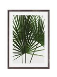 Komar Fotolijst hout Stone Grey met Art Poster "Palmtree Leaves" als set - 50x70 cm