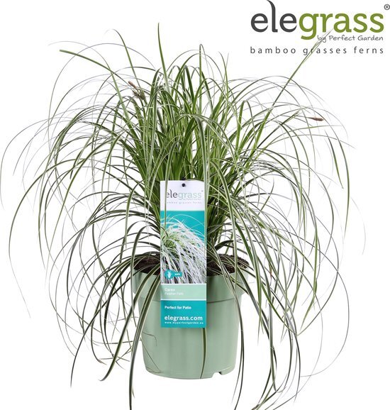 Carex &#39;Feather Falls&#39; ↨ 45cm - hoge kwaliteit planten