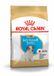 Royal Canin Jack Russell Junior - 3 kg