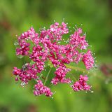 Arborix Pimpinella Major 6x Pot 9x9cm