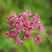 Arborix Pimpinella Major 6x Pot 9x9cm