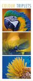 Colour Korsch Verlag Colour Triplets 2027