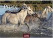 Pferde Kalender 2027 - Wandkalender | Fotokalender Tierkalender 35x50cm mit 12 wunderschönen Fotos dieser edlen Tiere