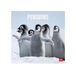 Legami Wandkalender 2025, grote wandkalender 30 x 29 cm, 12 maanden en jaarplanner, ruimte voor notities en notities, 6 talen, sterrenbeelden en internationale feestdagen, pinguins