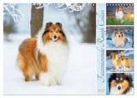 Faszinierende Calvendo Faszinierende Rough Collies (Wandkalender 2027 DIN A3 quer)