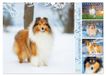 Faszinierende Calvendo Faszinierende Rough Collies (Wandkalender 2027 DIN A3 quer)
