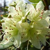 Arborix Rhododendron 'Shamrock' 20-30 cm in pot